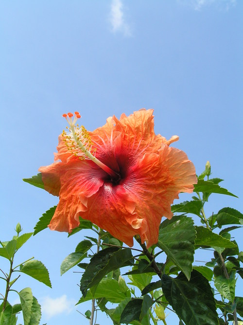 2005_indonesiatrip_342_1
